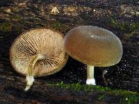 Simocybe centunculus var. centunculus image