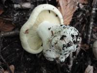 Clitocybe robusta image