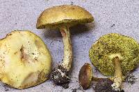 Boletus illudens image