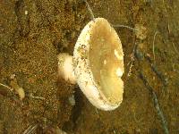 Gyroporus castaneus image