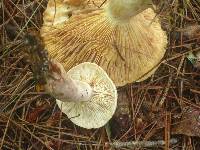 Lactarius vinaceorufescens image