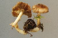 Inocybe praetervisa image