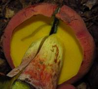 Boletus sensibilis image