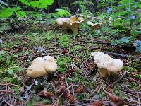 Cantharellus formosus image