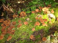 Psathyrella delineata image