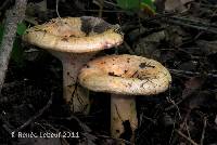 Lactarius maculatus image