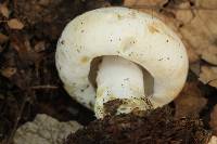 Lactarius deceptivus image