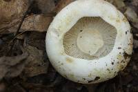 Lactarius deceptivus image