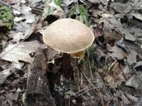 Boletellus russellii image