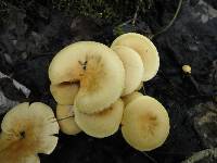 Pholiota alnicola image