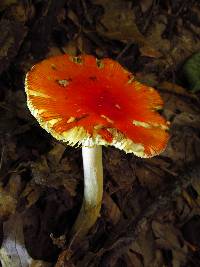 Amanita parcivolvata image