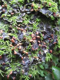 Peltigera horizontalis image