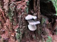Tapinella atrotomentosa image