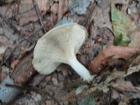 Clitocybe odora image