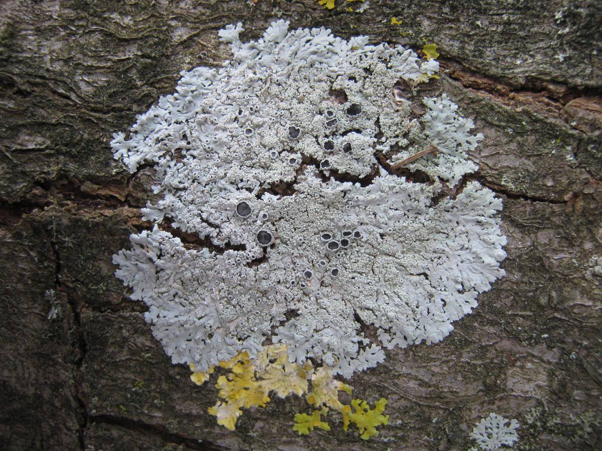 Physcia clementei image