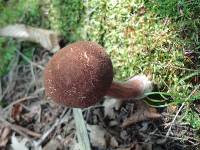 Austroboletus gracilis image