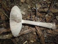 Amanita borealisorora image