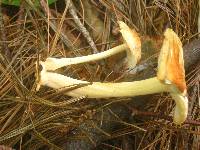 Marasmius strictipes image