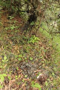 Peltigera praetextata image