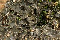 Peltigera praetextata image