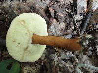 Gyroporus castaneus image