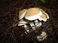 Asterophora lycoperdoides image