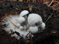 Asterophora lycoperdoides image