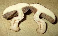 Tylopilus sordidus image