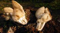 Helvella crispa image