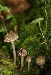 Entoloma nodosporum image