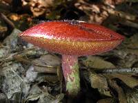 Boletus frostii image