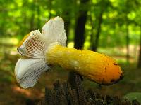 Russula flavida image