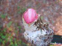 Amanita mutabilis image