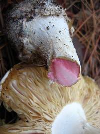 Amanita mutabilis image