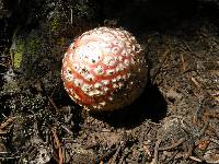 Amanita amerimuscaria image