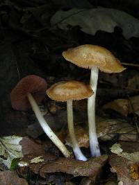 Mycena rutilantiformis image