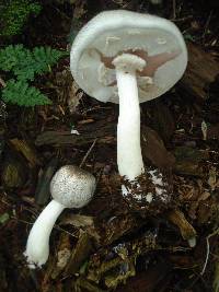 Agaricus placomyces image