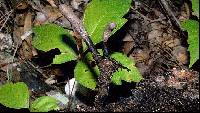 Xylaria longipes image