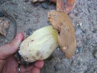 Boletus huronensis image