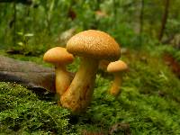 Gymnopilus luteus image