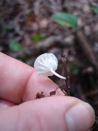Hemimycena candida image