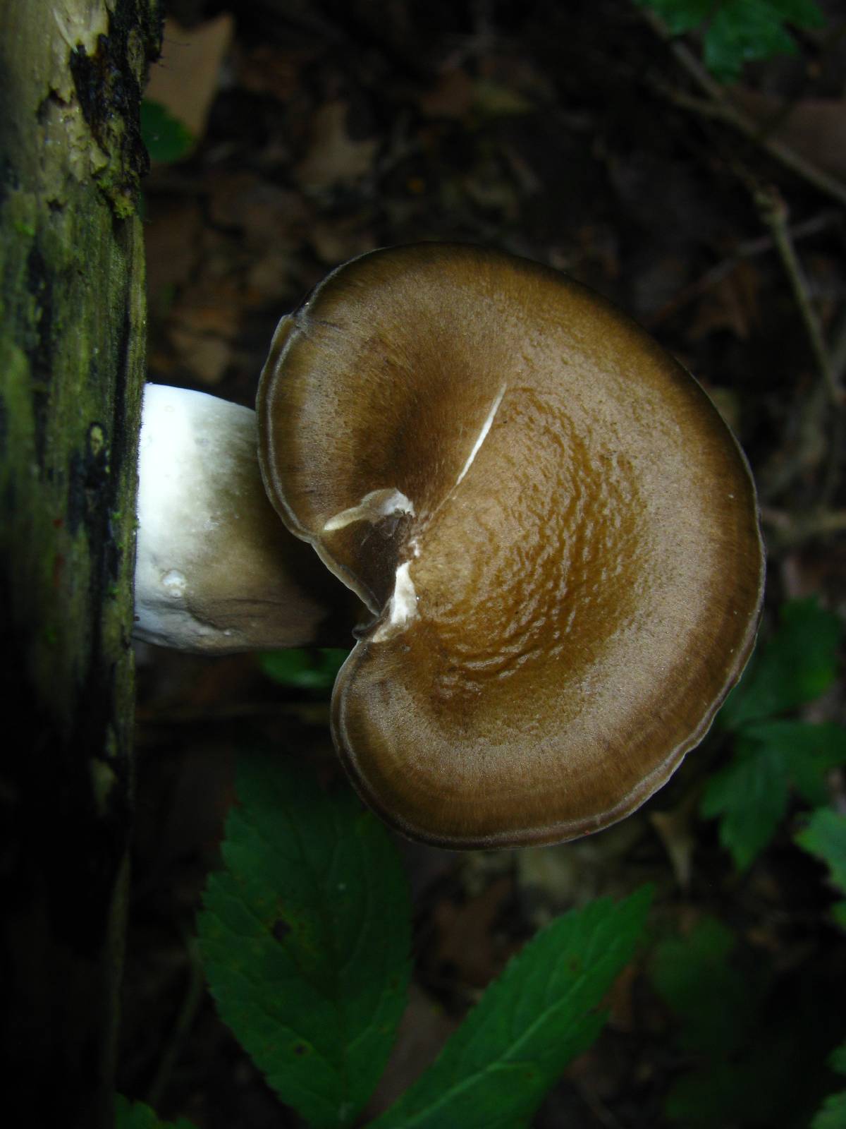 Royoporus badius image