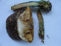 Leccinum variicolor image