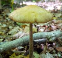 Hymenopellis furfuracea image