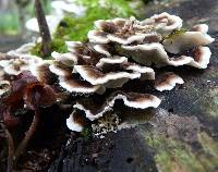 Bjerkandera adusta image
