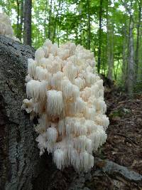 Hericium americanum image