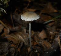 Mycena subcaerulea image