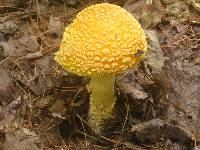 Amanita amerimuscaria image