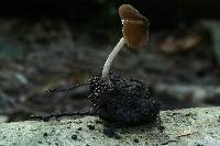 Pluteus podospileus image