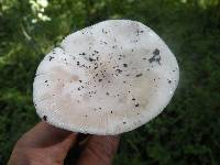 Amanita vaginata var. alba image